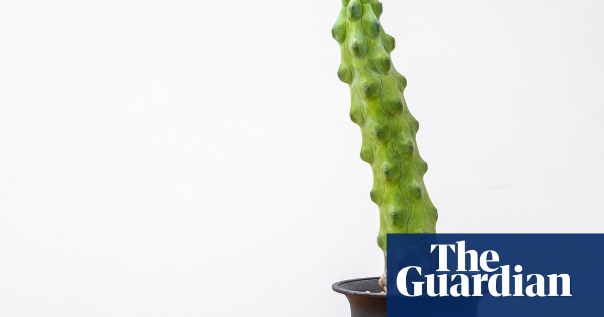 Houseplant of the week: blue candle cactus