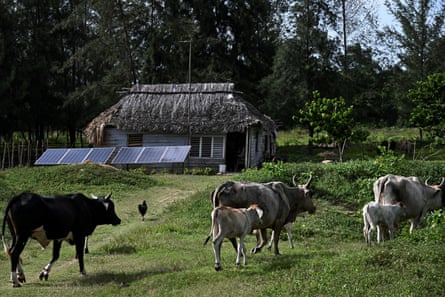 Solar panels outside a simple thatched hut with cows in a field