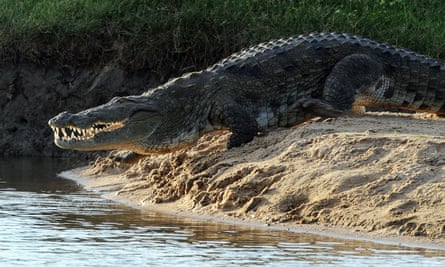 A Sri Lankan crocodile