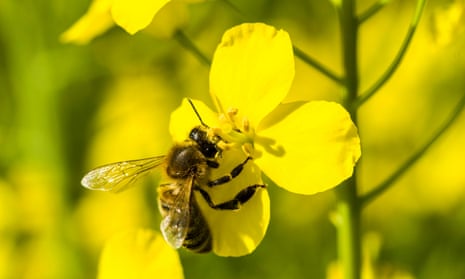 A Carniolan honey bee (Apis mellifera carnica) is collecting nectar at a yellow rapeseed blossom. Bees and other vital food crop pollinators have been declining for decades.