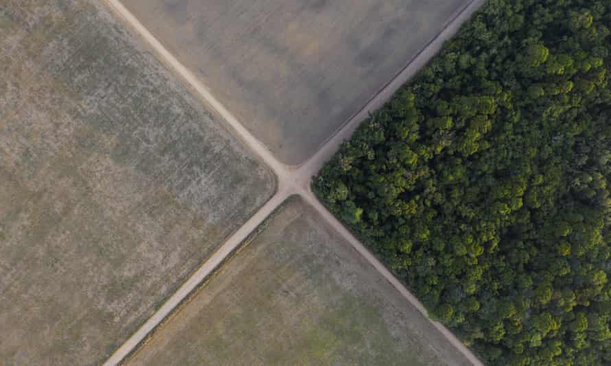 Soy fields in Belterra, Para state, Brazil.