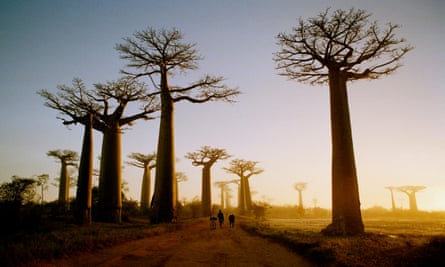 The grove of baobabs trees in Madagascar seen at sunset, surrounding a stretch of dirt road.