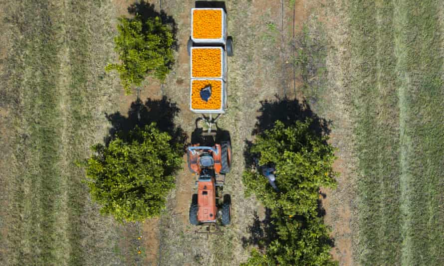 An aerial view of a fruit picker harvesting oranges on a farm