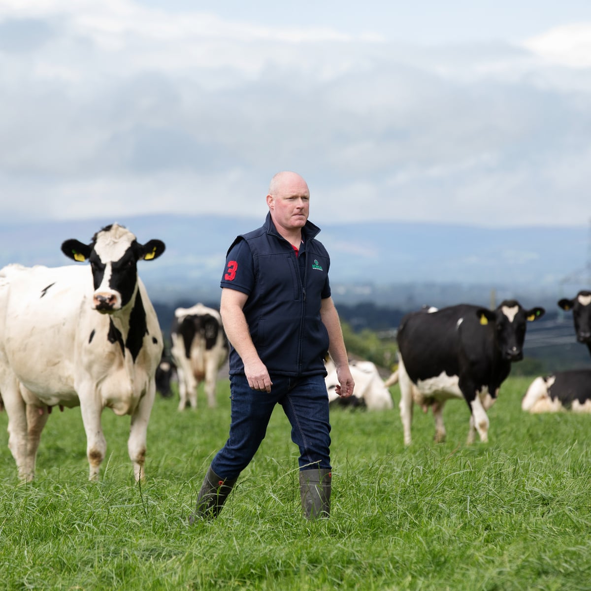Cattle Farms cattle-farms