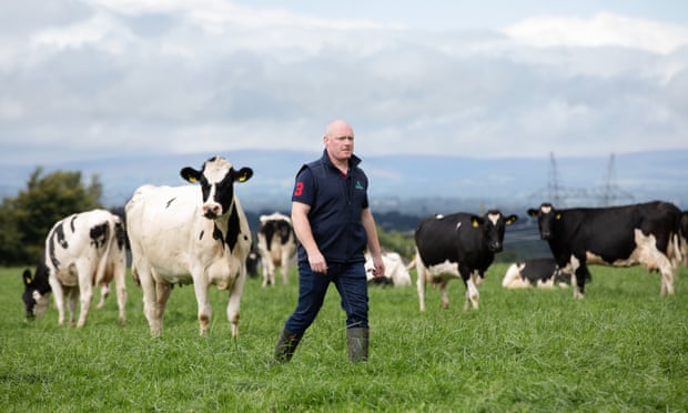 Donald Scully walks among the cows on a dairy farm in Ballyheyland. He says the government's actions are jeopardizing their way of life.