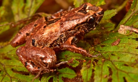 The ‘lilliputian frog’ (Noblella sp nov)