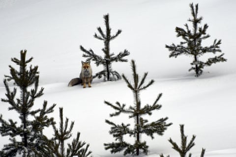 Uma raposa foi vista procurando comida na neve no distrito de Sarikamis, em Kars, Turquia.