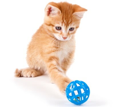 Orange kitten tapping a blue ball with its paw