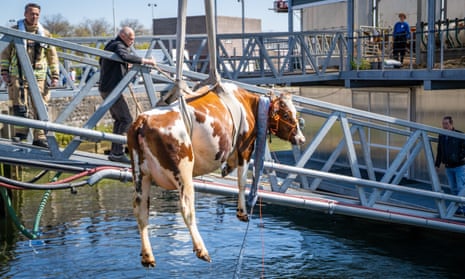 A cow is rescued after falling into the water at a floating farm in Rotterdam, Netherlands last month
