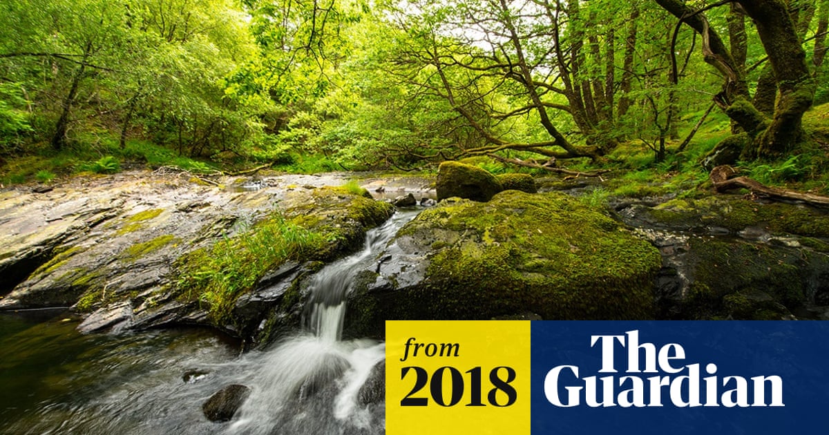 Celtic Rainforest In Wales To Be Restored With Help From Eu Uk