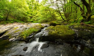 The Celtic rainforest in Wales