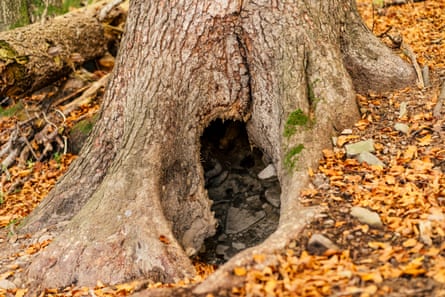 A bear den in the trunk of a tree.