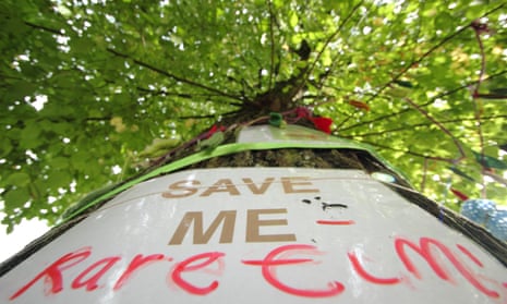A poster attached to a mature elm tree in Sheffield, one of 6,000 facing the chainsaw.