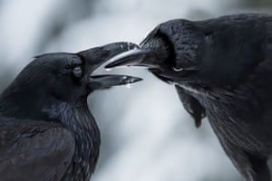 Two ravens