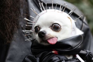 Gizzard, a chihuahua, wearing a scary Halloween costume with a helmet covered in nails.
