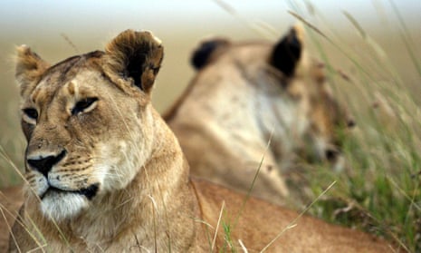 Lion Animal Facts  Panthera leo - Apex Predator Facts, Pictures, Habitat,  and More!