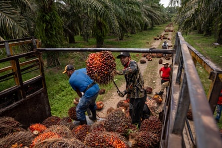 workers on the back of a truck handling the produce of oil palms