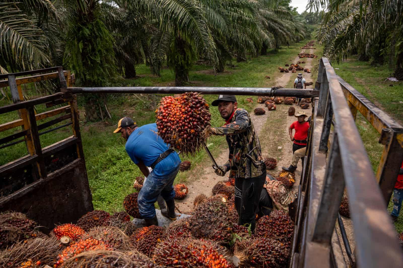 Konflik Lahan Kelapa Sawit di Honduras Memanas, 20 Orang Tewas Dalam Aksi Penembakan Massal