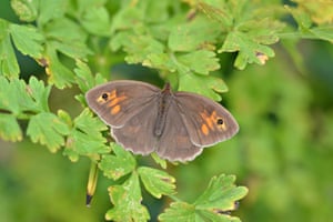A meadow brown butterfly