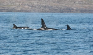 Orca whales spotted on the Hebridean Whale Trail, UK.