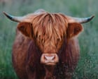 Udder madness: why are highland cows suddenly everywhere?