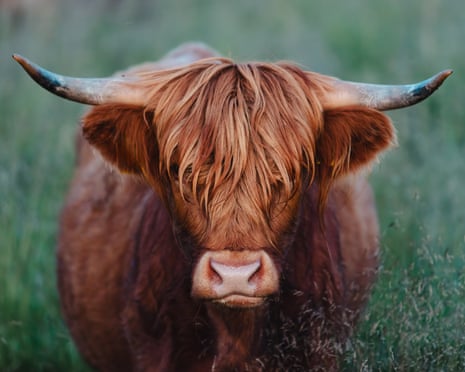 A shaggy highland beast with long horns and fringed hair stares directly at the camera