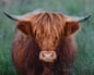A shaggy highland beast with long horns and fringed hair stares directly at the camera