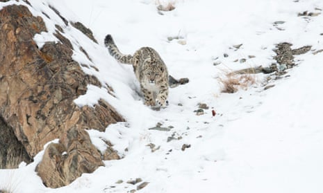 A snow leopard in Hemas national park, Ladakh, India