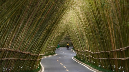 A bamboo forest in Kunming, China.