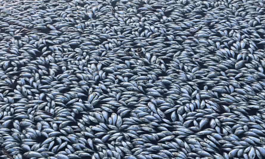 Hundreds of thousands of dead fish in the Darling River.