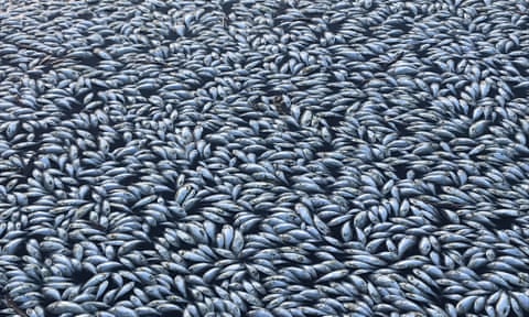 Hundreds of thousands of dead fish in the Darling River in Menindee, New South Wales