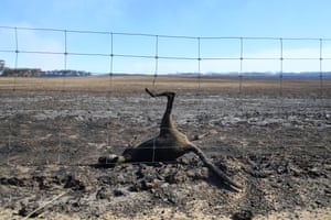 The carcass of a kangaroo lies after the area was ravaged by bushfires