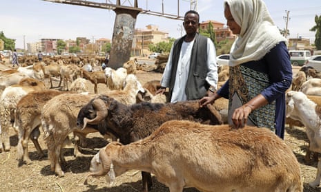 Workers attend to sheep at a livestock market in Khartoum, Sudan.