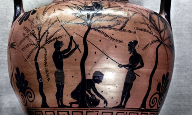 ‘The freeborn men are elsewhere, safe’ … an Attic Greek amphora depicting olive-gathering from c520BCE.