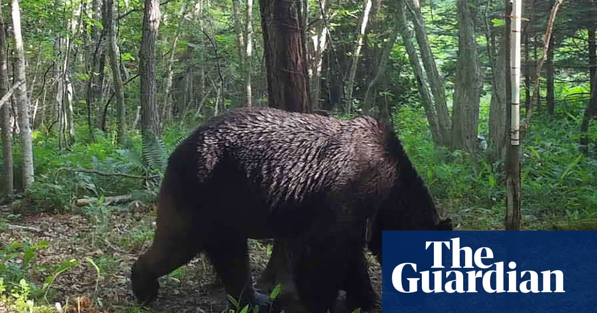Bear snared after three day supermarket stand-off with Japan police