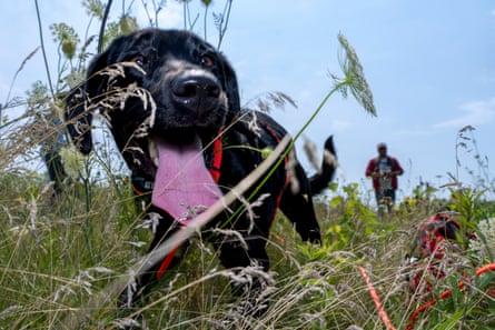 A black dog with its tongue out walks in a field on a sunny day
