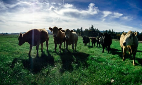 Crowd Cow works with seven beef ranchers on the West Coast. Customers can then select the cuts of beef they wish to purchase – once enough people have purchased enough beef, the cow “tips”. Customers receive their beef in as little as a few days.