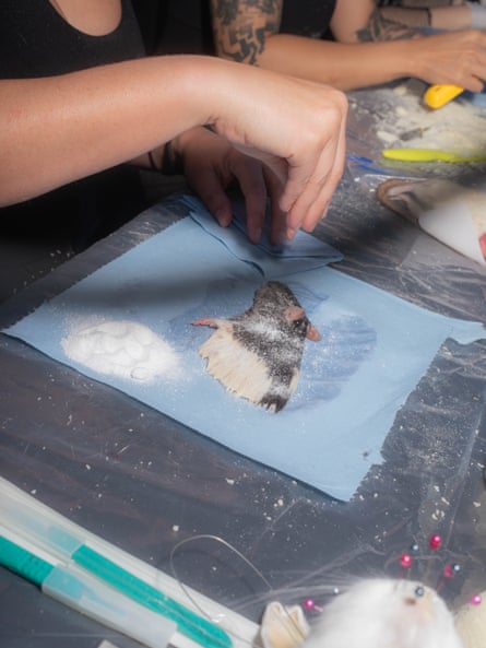 A workshop attendee sprinkles borax onto a skinned half of a rat on a piece of paper