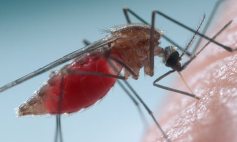 A mosquito snacking on human blood.