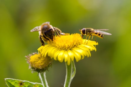 It's not just you – even bees can get sticky when handling honey - BBC  Science Focus Magazine