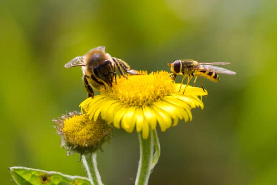 A hoverfly and red mason bee on wildflower