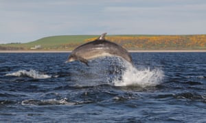Bottlenose Dolphin (Tursiops truncatus) leaping in the Moray Firth, Chanonry Point, Scotland, UK.