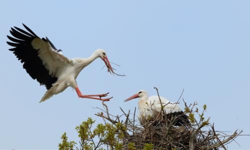First wild stork chicks to hatch in UK in centuries poised to ...