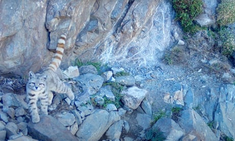 Screen grab from video camera trap of an Andean cat in Chile. Video by Liam Miller