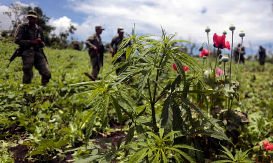 Mexican soldiers stand amid poppy flowers and marijuana plants in Guerrero state.
