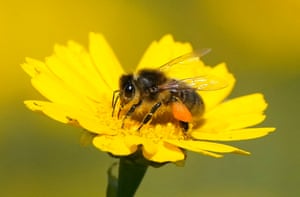 Uma abelha coletando pólen de uma flor amarela