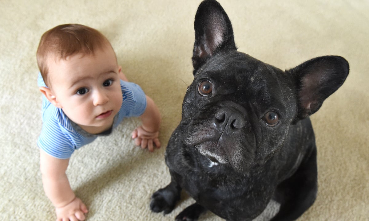 Australians seek out pugs and bulldogs as pets despite health issues Australians seek out pugs and bulldogs as pets despite health issues