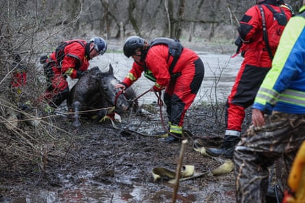 Firefighters rescuing a horse