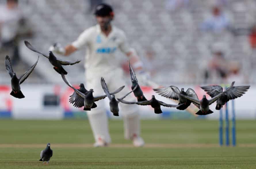Pigeons take flight as Kane Williamson bats behind during day four of the England v New Zealand 1st Test match at Lord’s Cricket Ground on June 5th 2021.