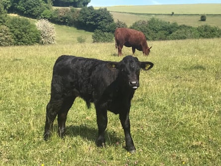 ‘Last to be born, Angus is jet-black and long‑legged, with a stout pair of North Devon knees.’